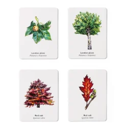 Match a Leaf: A Tree Memory Game