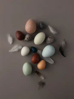 Moon Picnic A Dozen Bird Eggs in a Box